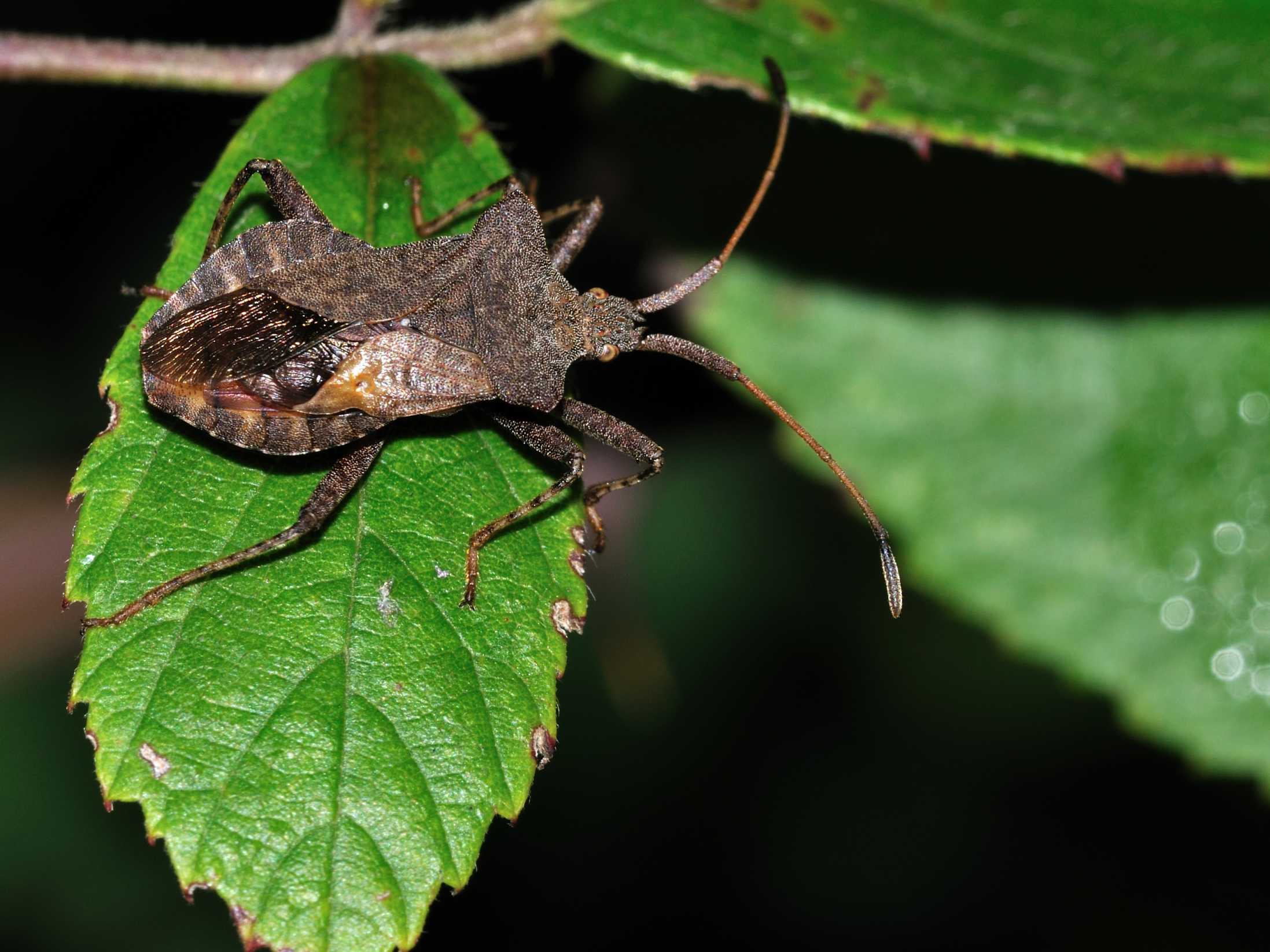 Coreus marginatus conferma